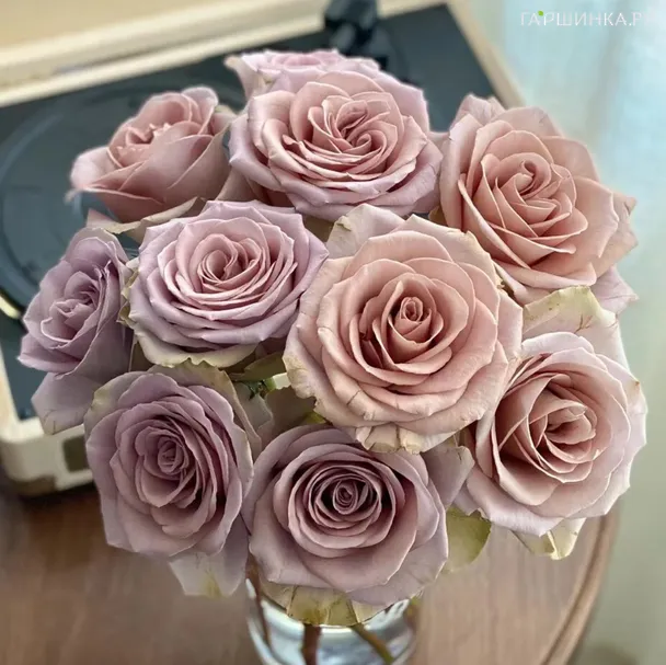 Роза Амнезия чайно-гибридная