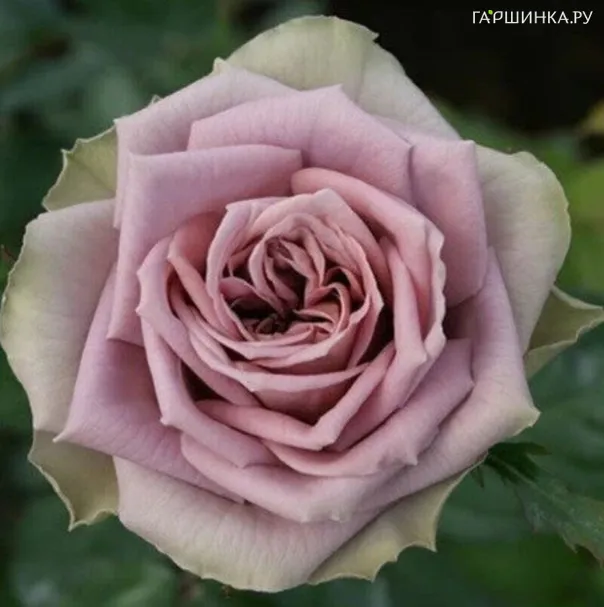 Роза Симпли Джорджиус чайно-гибридная