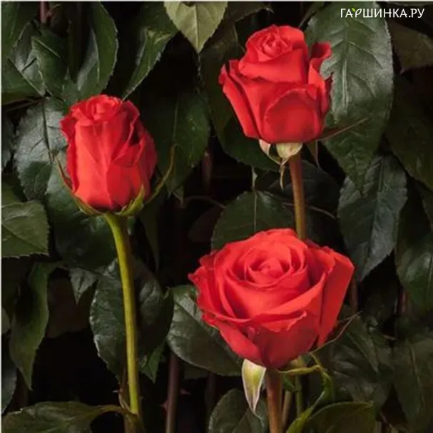 Роза Стар 2000 чайно-гибридная