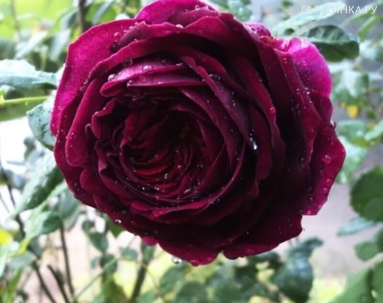 Роза Черный Принц чайно-гибридная