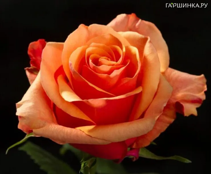 Роза Эспана чайно-гибридная