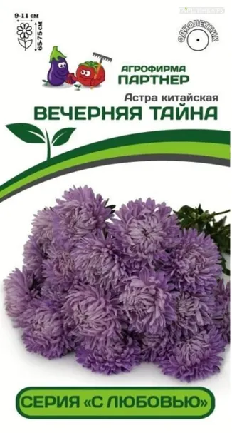 Астра китайская Вечерняя Тайна 5 шт. Партнер