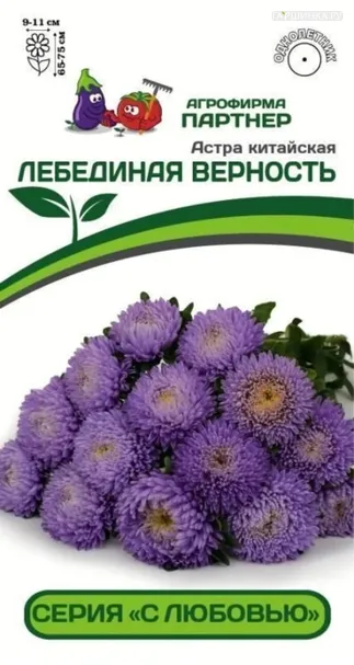 Астра китайская Лебединая Верность 5 шт. Партнер