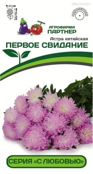 Астра китайская Первое Свидание 5 шт. Партнер