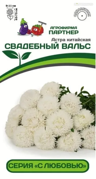 Астра китайская Свадебный Вальс 5 шт. Партнер