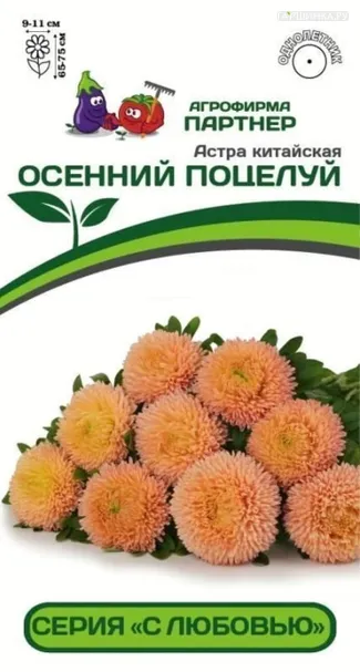 Астра китайская Осенний Поцелуй 5 шт. Партнер