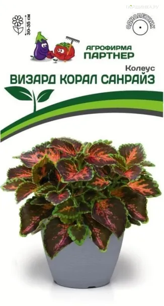 Колеус Визард Корал Санрайз шлемниковидный 10 шт. Семена Партнер