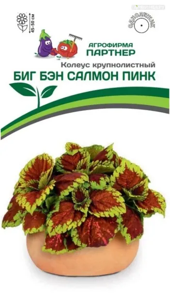 Колеус шлемниковидный крупнолистный Биг Бэн Салмон Пинк 5 шт. Партнер