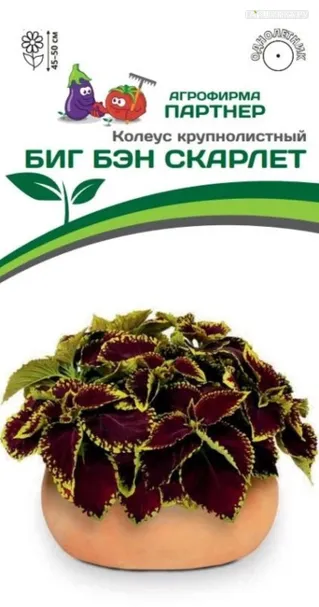Колеус шлемниковидный крупнолистный Биг Бэн Скарлет 5 шт. Партнер