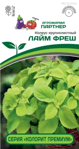 Колеус шлемниковидный крупнолистный Лайм Фреш 5 шт. Партнер
