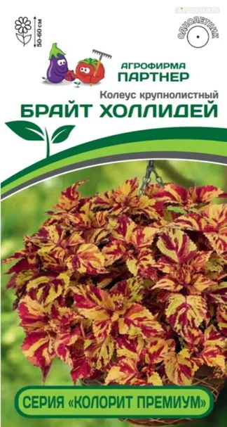Колеус шлемниковидный крупнолистный Премиум Брайт Холлидей 5 шт. Партнер