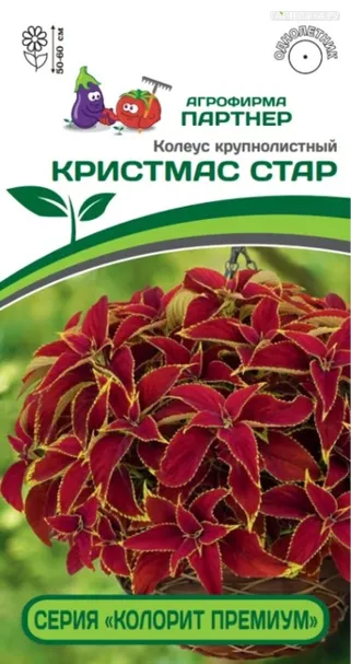 Колеус шлемниковидный крупнолистный Премиум Кристмас Стар 5 шт. Партнер