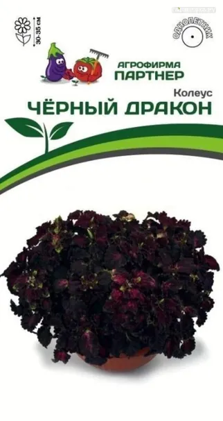 Колеус шлемниковидный Чёрный Дракон 10 шт. Партнер