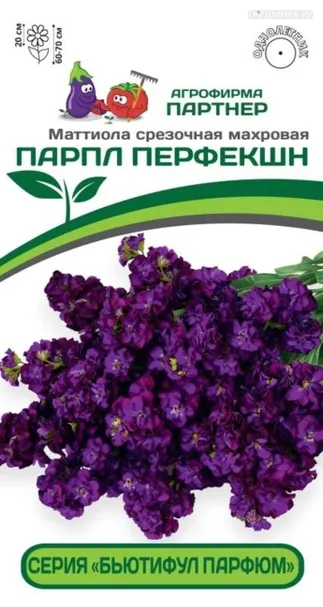 Маттиола срезочная махровая "Бьютифул Парфюм" Парпл Перфекшн 10 шт. Партнер