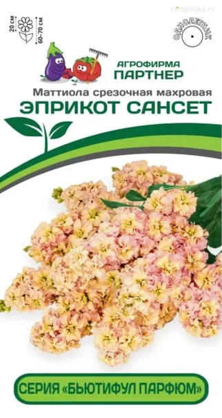 Маттиола срезочная махровая "Бьютифул Парфюм" Эприкот Сансет 10 шт. Партнер