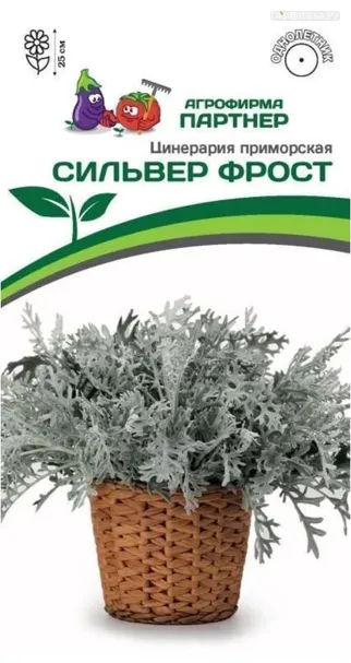 Цинерария приморская Сильвер Фрост 15 шт. Партнер