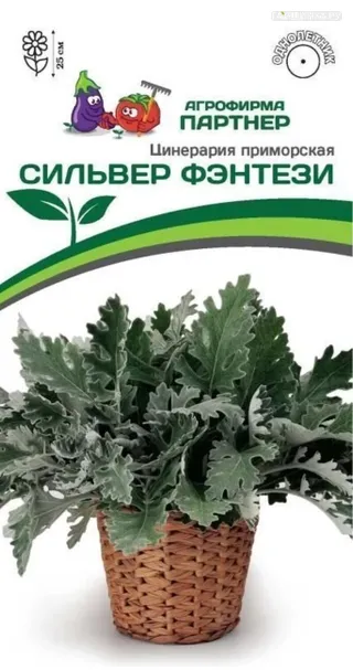 Цинерария приморская Сильвер Фэнтези 15 шт. Партнер
