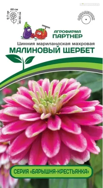 Цинния махровая "Барышня-крестьянка" Малиновый Щербет 5 шт. Партнер