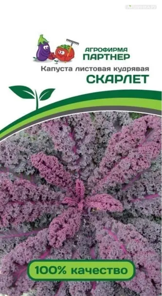 Листовая капуста Скарлет кудрявая  0,3 г, Семена Партнер