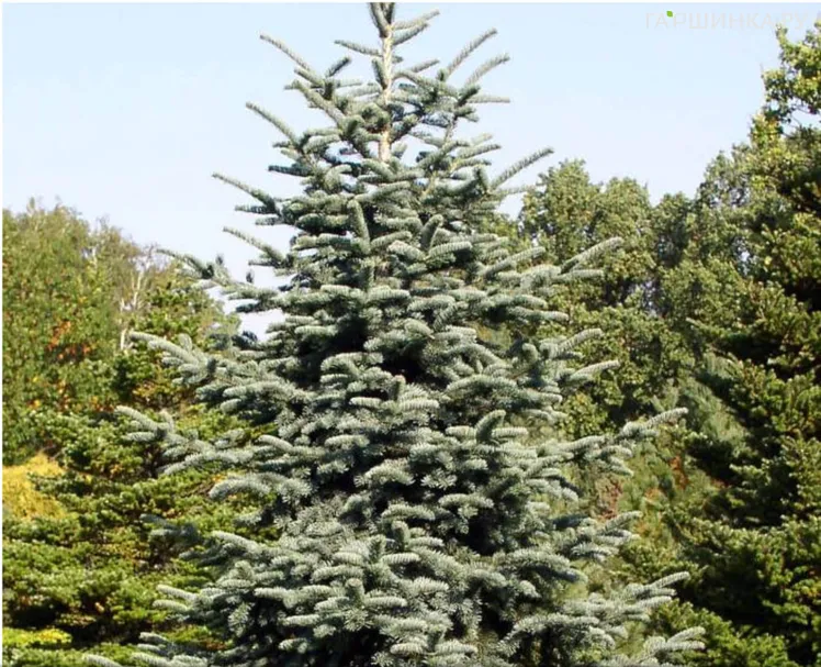 Пихта благородная