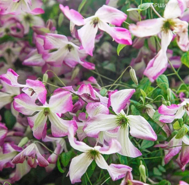 Клематис Ай Эм Леди Кью (3)