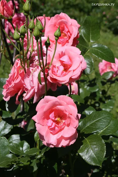 Роза Лавиния плетистая, Imperial Rose
