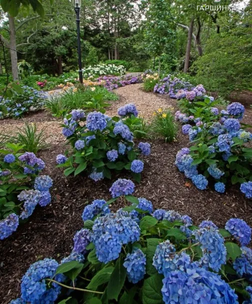 Гортензия Ориджинал крупнолистная ремонтантная (Серия Бесконечное Лето)
