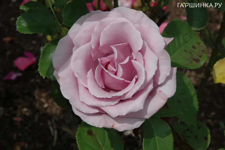 Роза Голубой Нил чайно-гибридная