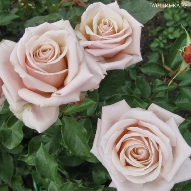 Роза Крем Карамель чайно-гибридная