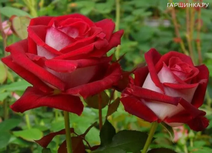 Роза Николь чайно-гибридная