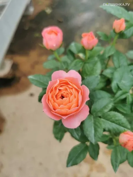 Роза Оранж Джус чайно-гибридная