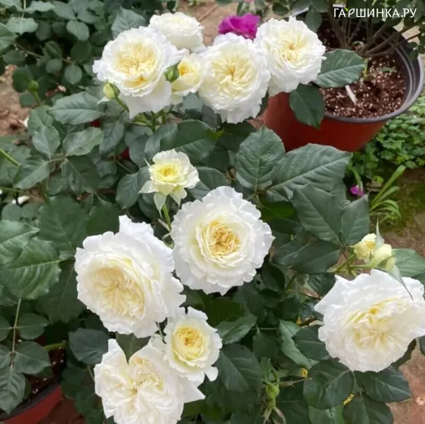 Роза Пейшенс кустарниковая
