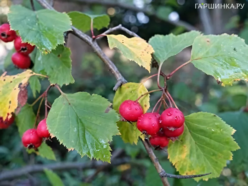 Боярышник крупноплодный