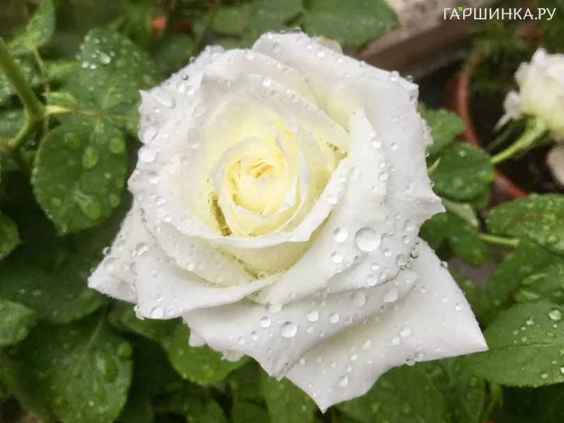 Роза Бьянка чайно-гибридная