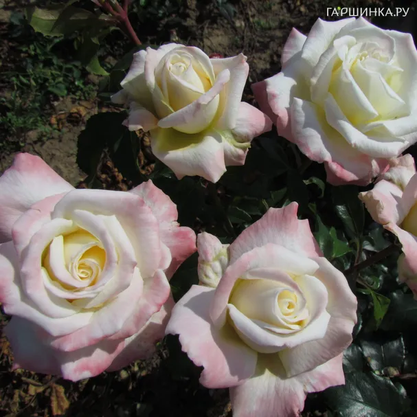 Роза Титаник чайно-гибридная