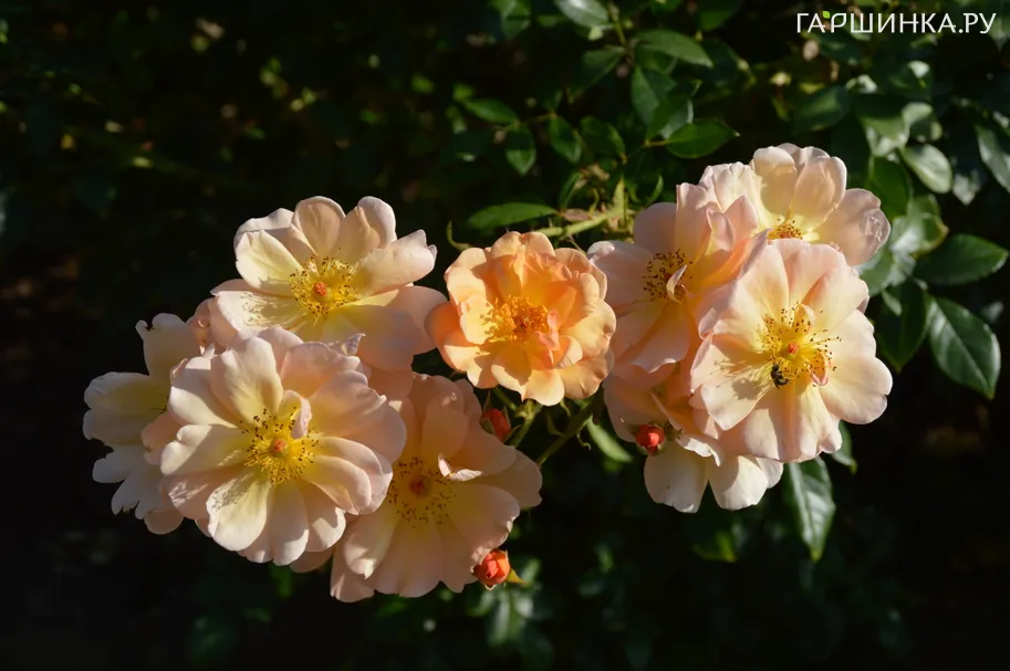 Роза Амбер Сан почвопокровная
