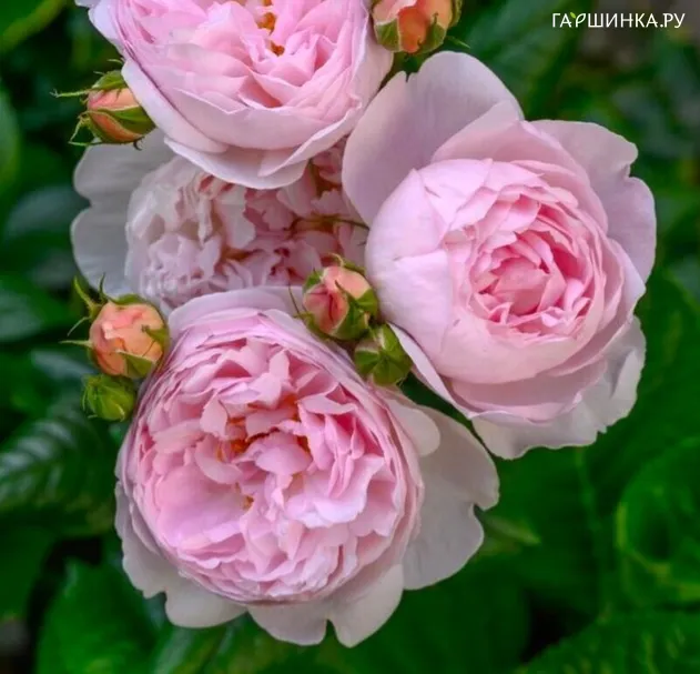 Роза Эглантин