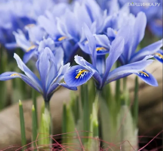 Ирис Алида 10шт