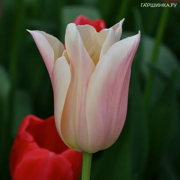 Тюльпан Санне Триумф 3 шт