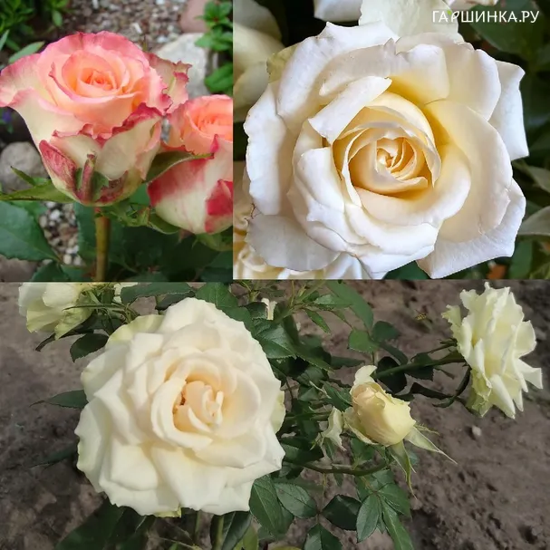 Комплект из 3х роз №2