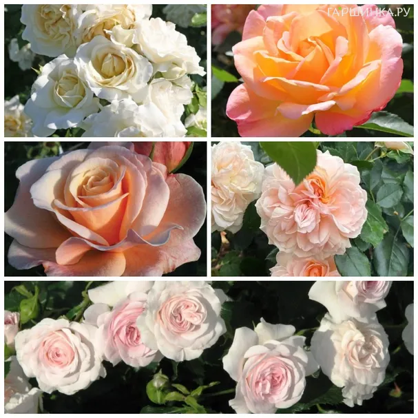 Комплект роз Знак здоровья: ADR