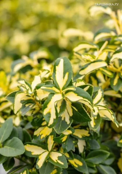 Бересклет Форчуна Санспот