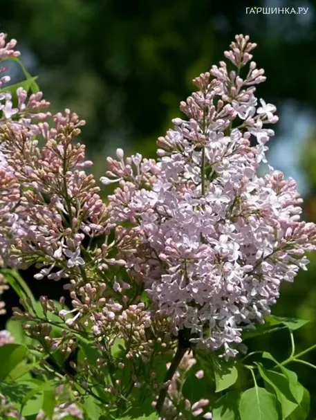 Сирень Калифорния Роуз