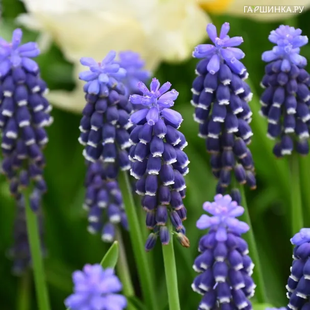 Мускари Найт Айз 10 шт