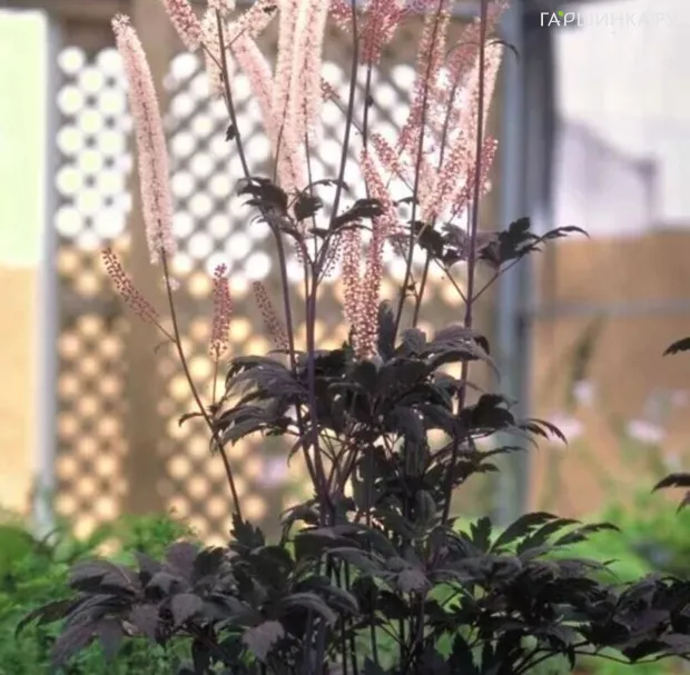 Цимицифуга (Клопогон) Хиллсайд Блэк Бьюти