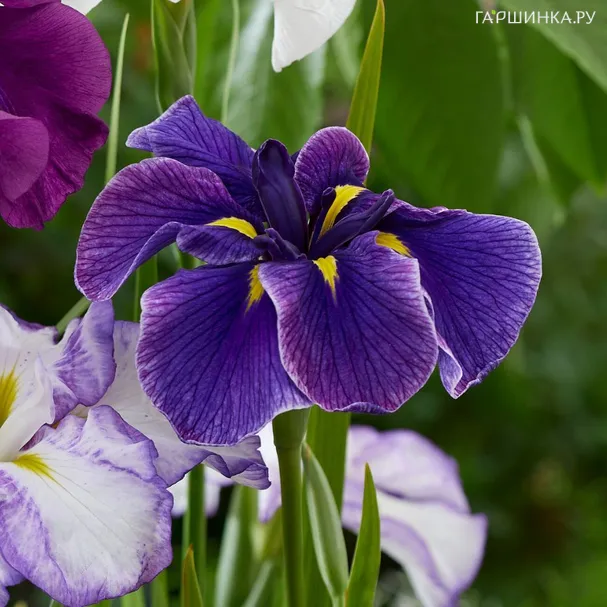 Ирис мечевидный Диннер Плейт Блю Мун