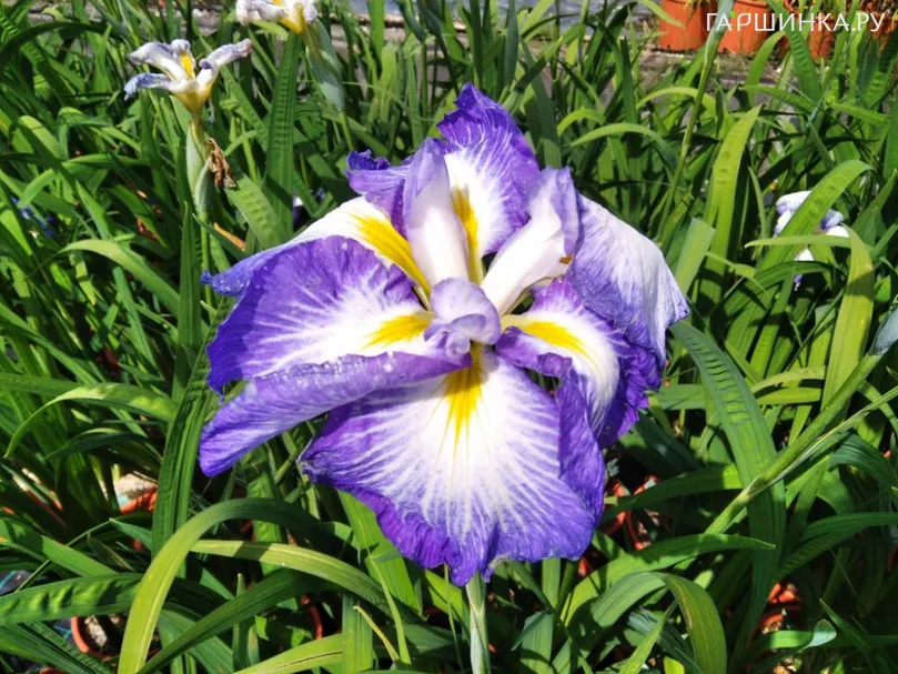 Ирис мечевидный Диннер Плейт Каррот Кейк