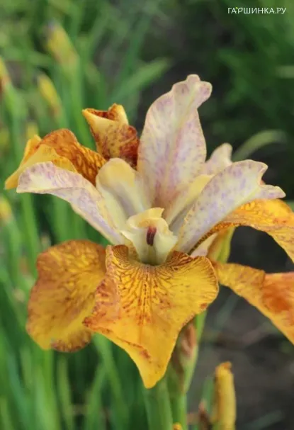 Ирис сибирский Пикок Батерфляй Джинжер Твист
