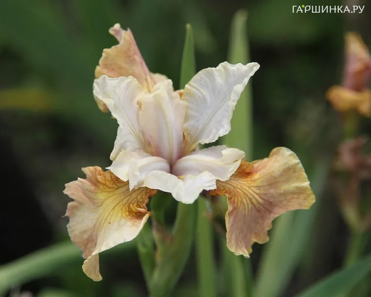 Ирис сибирский Пикок Батерфляй Джерри Мерфи