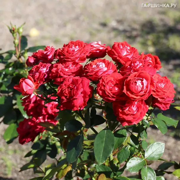 Роза Майди миниатюрная, Imperial Rose
